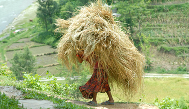 A_woman_carrying_a_load_of_hay_thumb.jpg